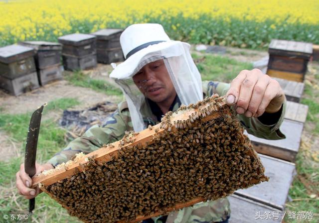 蜜蜂养殖，纱网和隔板上布满蜜蜂是什么回事？老蜂农告诉你原因