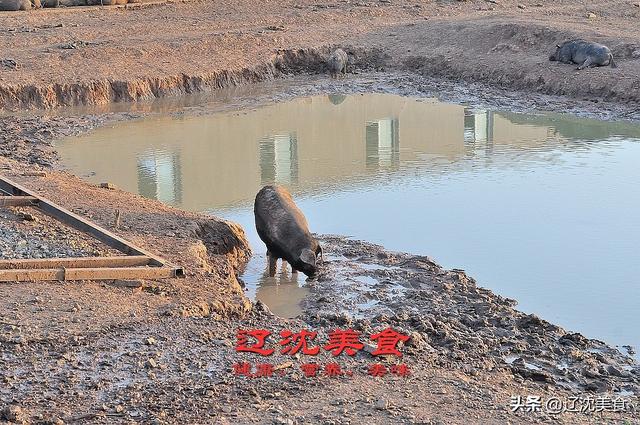 沈阳农民山沟养猪，估计年收入要超百万，纯正原生态黑猪