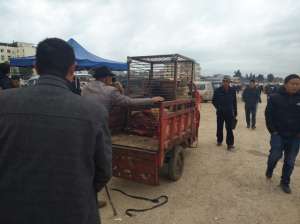 养殖肉狗出售(肉狗商贩生意太好，肉狗太多运不走，原地800元一笼出售)