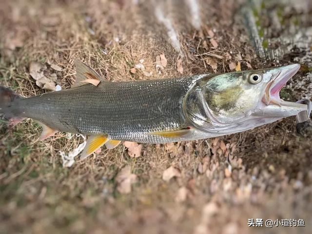 鳡鱼不会钓？了解鳡鱼生活习性及钓饵用法，3种钓法，看完秒懂