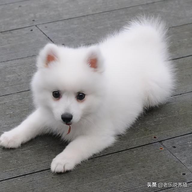 犬类养殖场需要什么手续