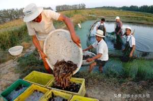 养殖泥鳅养殖泥鳅(泥鳅养殖技术)