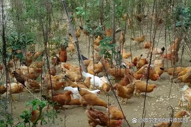 一亩山地最高养多少只土鸡合适？这样每天多赚50元