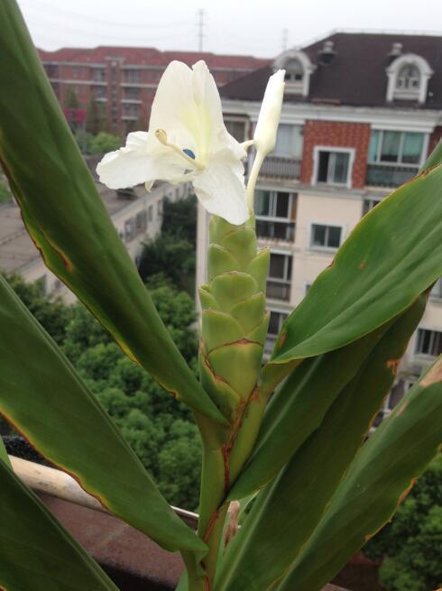 凉生的姜花13年没开花，做好这几步，你的姜花几个月就能盛开！