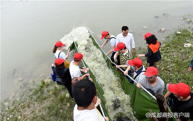 鲢鱼、鳙鱼、鲫鱼……成都150万尾鱼苗放生崇州西河