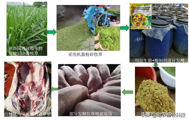 这个猪场采用现代生态循环养殖模式，养殖粪尿水全量还田种植牧草