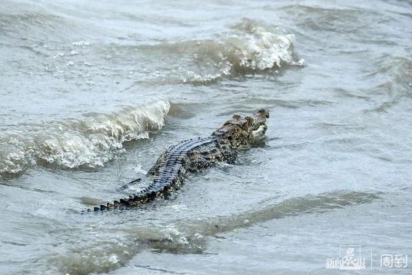 惊呆｜上海黄浦江惊现鳄鱼！警方：还在抓