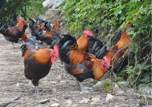 不管是养土鸡还是蛋鸡，这样搭配公鸡，母鸡抢着下蛋根本停不下来