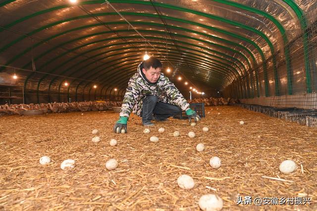 安徽亳州谯城区古城镇：建棚养蛋鸭 收入顶呱呱