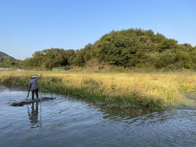 义乌首批澳洲淡水龙虾开捞，石明堂村“稻虾共养”生态农业见成效