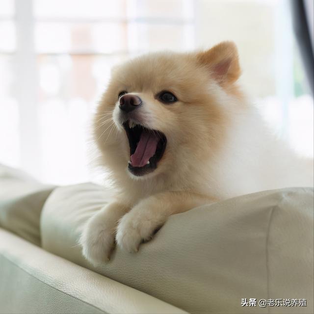 犬类养殖场需要什么手续