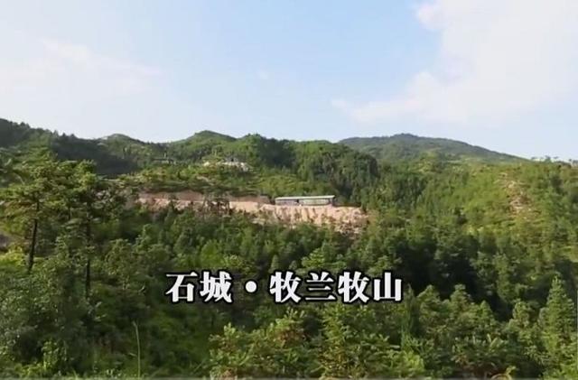 为一口儿时味道，他用生态放养守护着满山“滑翔鸡”