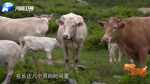 中国“第一牛”竟然在这儿的深山里