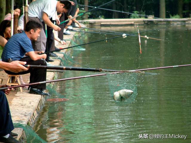 镜鲤不是锦鲤，据说是专为钓鱼人培育的鱼种，为啥钓鱼人喜欢它？