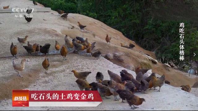 为一口儿时味道，他用生态放养守护着满山“滑翔鸡”