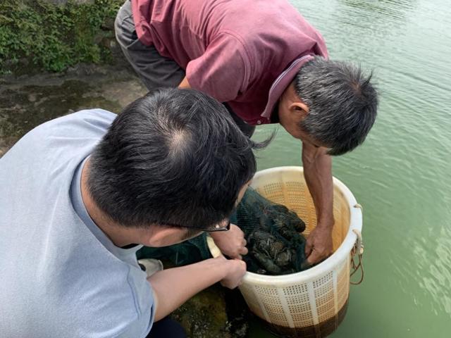 江门鹤山：“虾”中有黄金！桃源蟠光村养殖澳洲蓝龙虾年收入300万元