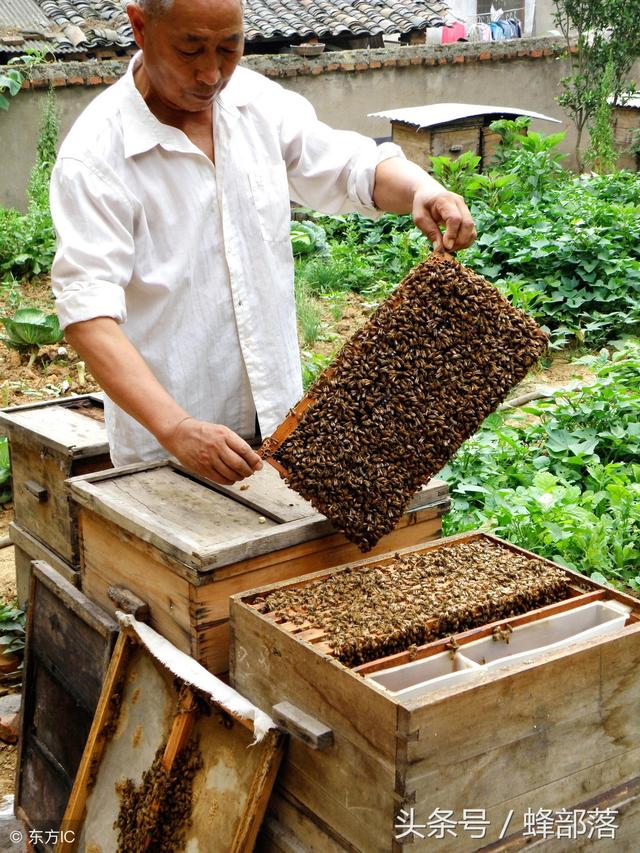 蜜蜂养殖，纱网和隔板上布满蜜蜂是什么回事？老蜂农告诉你原因