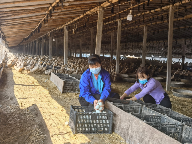 乡村振兴｜杞县：发展蛋鸭养殖 奔向幸福生活