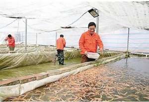 梁平县明达泥鳅养殖场(泥鳅只能吃？这家公司培育观赏品种玩出大产业)