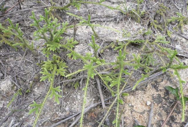 河边的“杂草”，被称为“铺地蜈蚣”，拔走1棵少1棵，看到要珍惜