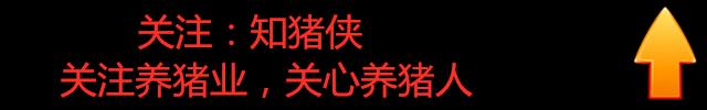 新建养猪场怎样选好场地以及合理布局？一篇文章让您少走弯路