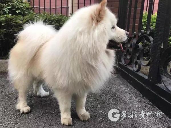 贵阳市民悬赏万元寻狗 小狗主人：视爱犬为家人