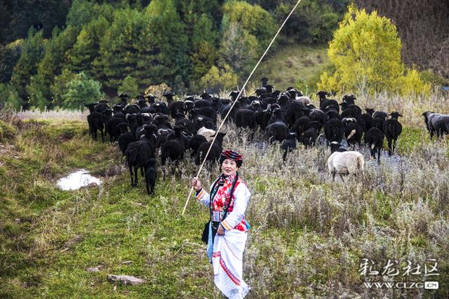 普米族的致富路—兰坪县通甸镇乌骨羊的养殖环境