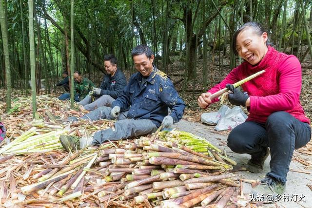 宁可食无肉，不可居无竹！山里农民致富妙招，竹林里的致富法宝