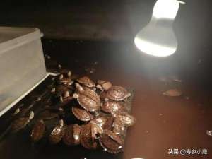 石金钱龟苗加温养殖(加温过冬的石龟苗多久喂一次？投喂食物的量跟夏天喂养时一样吗？)