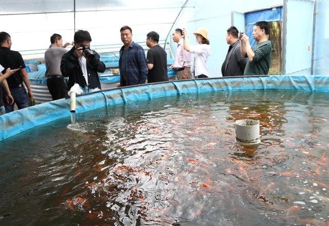 鱼净水 水养鱼 循环水养殖好模式