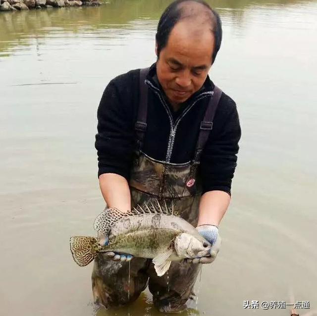 鳜鱼训食，鱼饵鳜PK饲料鳜，配合饲料养殖经验分享