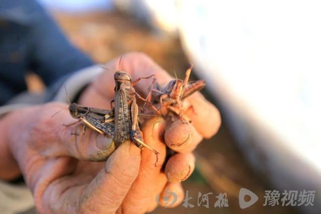 蝗虫变“蝗金”！河南周口七旬农民夫妇养殖蚂蚱年入60多万