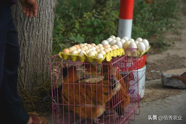 2020年，养殖鸡和种植水果哪个更“幸运”？农村大叔的分析透彻