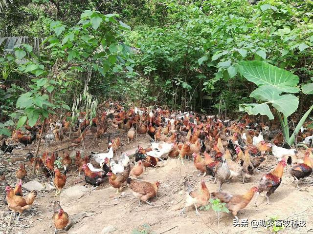 只饲喂玉米粒稻谷的放养鸡鸭赚钱吗？很难赚钱！简单有效解决方案