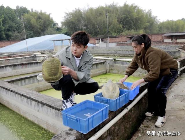 新春走基层丨“鳖”具一格的“水上粮仓”