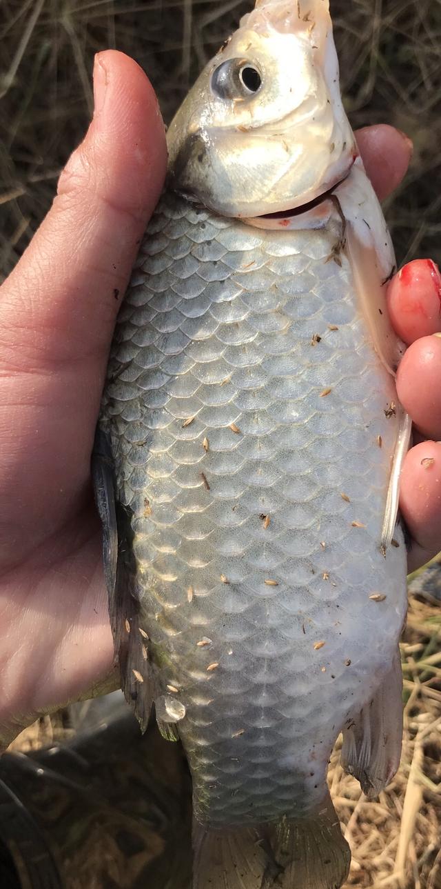 重温上鱼手感，水库试钓有惊喜，解锁新鱼种