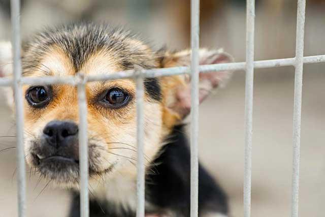 记者探访青岛市犬只收养服务基地 想养狗狗这儿可以免费领养