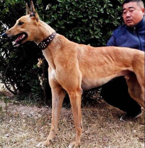 格力犬作为 “工作动物”，它的一生有多惨？最终下场太让人心酸