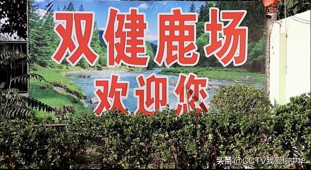 河南汤阴县梅花鹿养殖场---双健鹿场