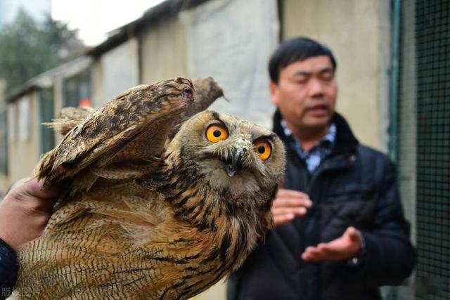 河北一猫头鹰偷鸡被捉，农户只能无奈放生，损失应该谁来承担？