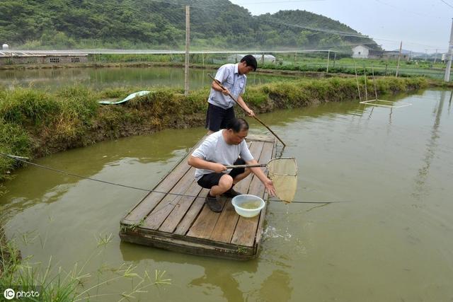 养殖泥鳅不会苗种培育，做好这4点，新手也可以培育成功