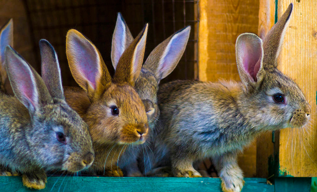 兔子的繁殖力强，可养它的农村人很少，为啥？3个劣势让人担忧
