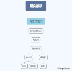 豪猪养殖技术(养殖｜豪猪不是猪，好养价更高，浅谈豪猪养殖技术和经济发展前景)