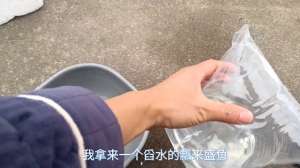 草鱼苗养殖视频(真不错，0元网购的5条大草鱼苗到了，多送了两条，就是状态不好)