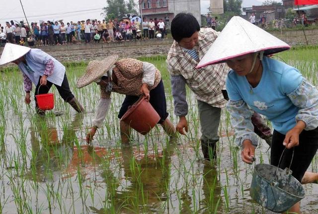 爆发了！广东多地福寿螺泛滥，雌螺年产卵量30000粒，曾大力养殖