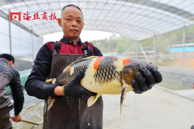 接好运！南安这里将打造福建省最大的锦鲤养殖基地