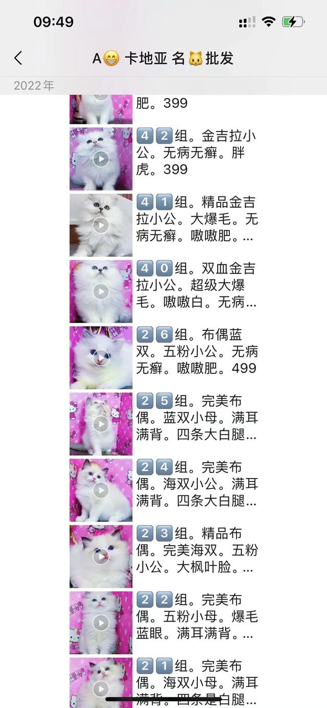 这猫300？带你了解东北猫市真实价格