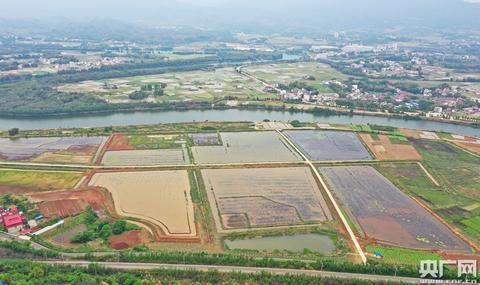 碧桂园：稻虾田里联农带农，乡村振兴走出“广东路径”