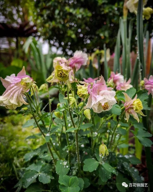 花期长达三季的别致小花漏斗菜，邀你欣赏，教你种植～