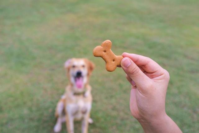 饲养一只大型犬的第一课，给它训练的时间和方法，唤回训练是重点